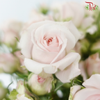 Rose Spray - Kiss of Fairy (Per Bunch)-Light Pink-China-prflorist.com.my
