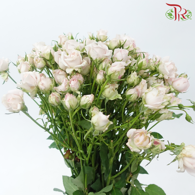 Rose Spray - Kiss of Fairy (Per Bunch)-Light Pink-China-prflorist.com.my