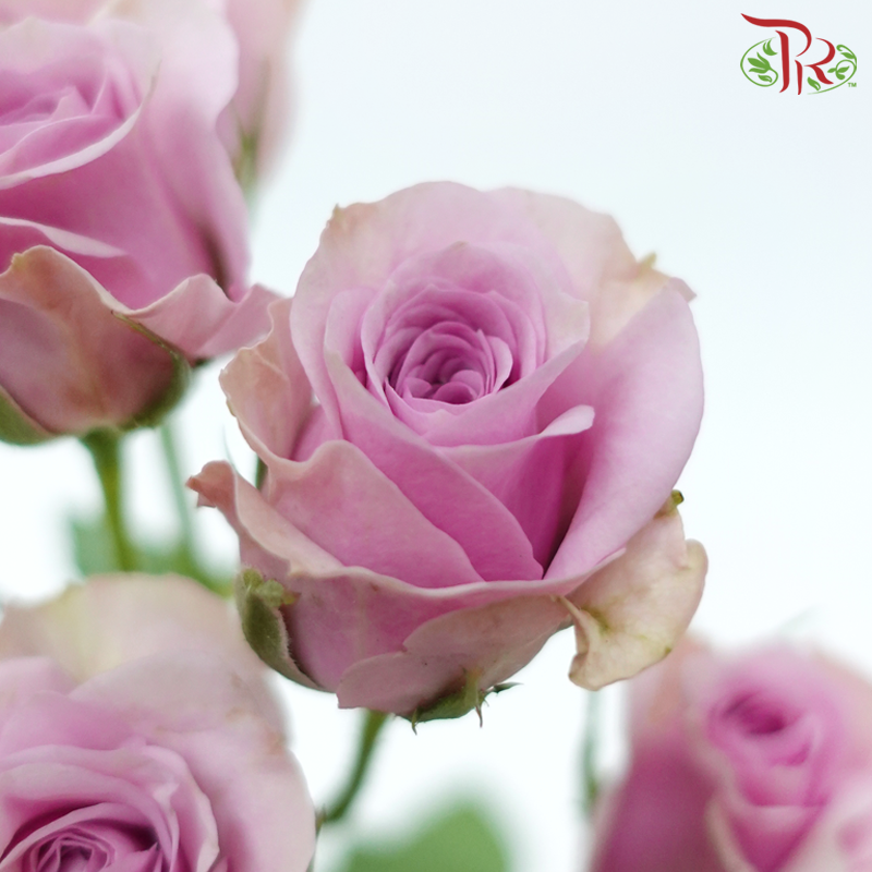 Rose Spray - Leila (Pink-Purple) (10 Stems)-Lilac (Pink-Purple)-Kenya-prflorist.com.my