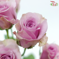Rose Spray - Leila (Pink-Purple) (10 Stems)-Lilac (Pink-Purple)-Kenya-prflorist.com.my