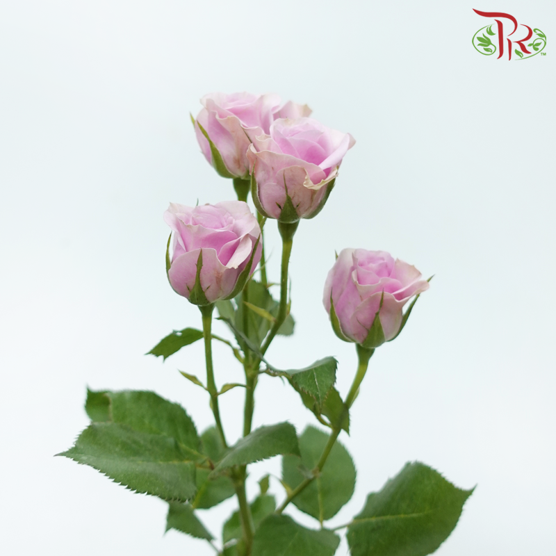 Rose Spray - Leila (Pink-Purple) (10 Stems)-Lilac (Pink-Purple)-Kenya-prflorist.com.my