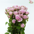 Rose Spray - Leila (Pink-Purple) (10 Stems)-Lilac (Pink-Purple)-Kenya-prflorist.com.my