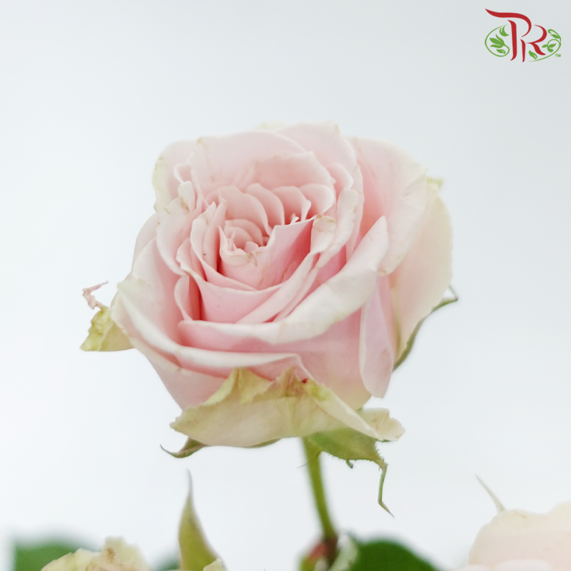 Rose Spray - Light Pink (10 Stems)-Light Pink-China-prflorist.com.my