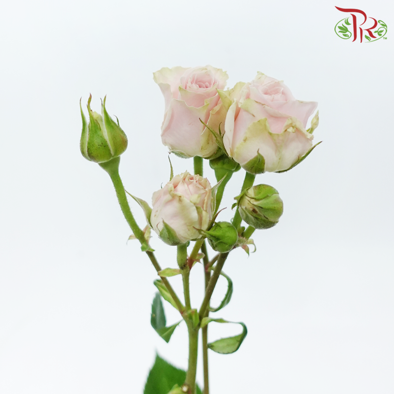 Rose Spray - Light Pink (10 Stems)-Light Pink-China-prflorist.com.my