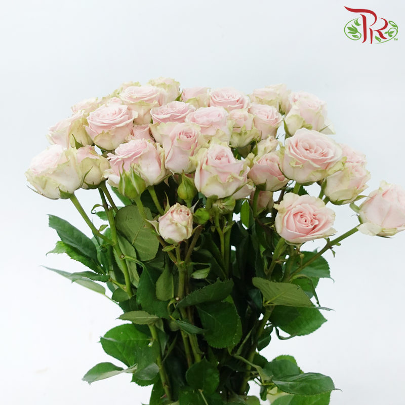 Rose Spray - Light Pink (10 Stems)-Light Pink-China-prflorist.com.my