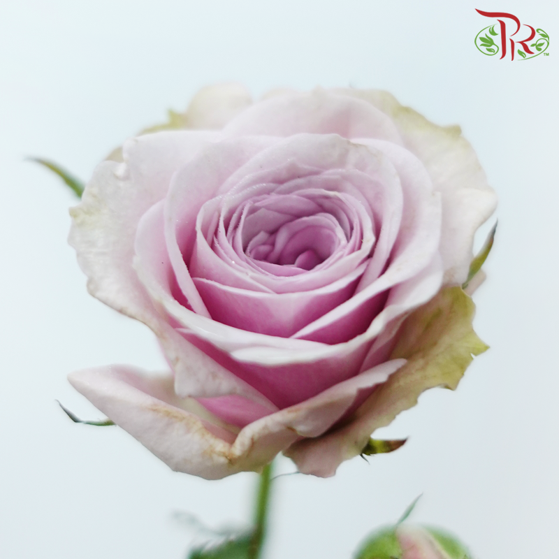 Rose Spray - Lila (10 Stems)-Lilac-China-prflorist.com.my