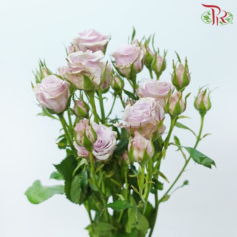 Rose Spray - Lila (10 Stems)-Lilac-China-prflorist.com.my