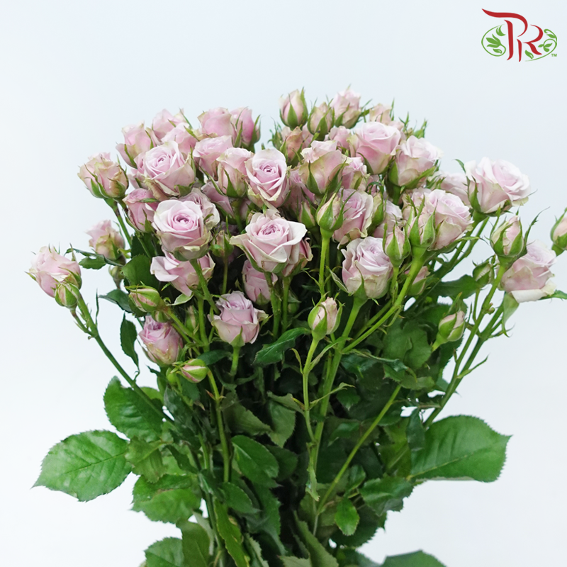 Rose Spray - Lila (10 Stems)-Lilac-China-prflorist.com.my