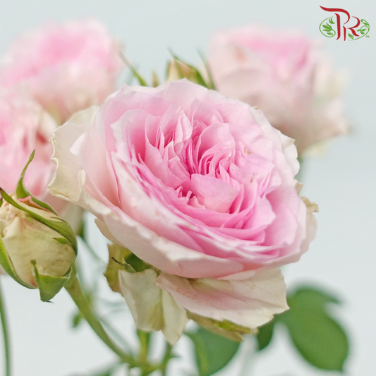 Rose Spray - Lola in Love (10 Stems)-Pink-China-prflorist.com.my