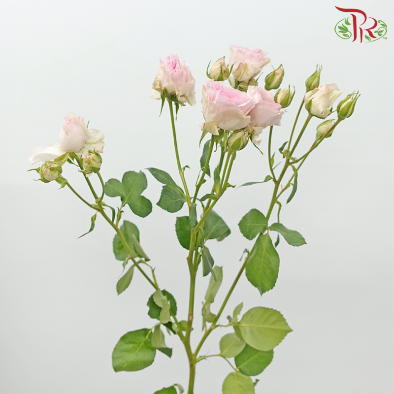 Rose Spray - Lola in Love (10 Stems)-Pink-China-prflorist.com.my