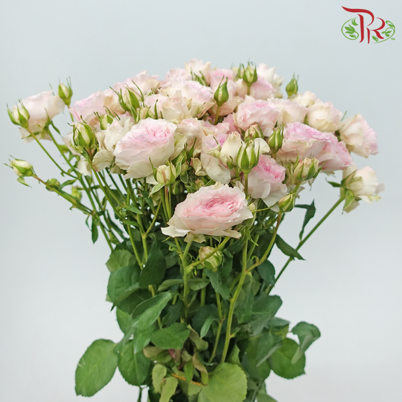 Rose Spray - Lola in Love (10 Stems)-Pink-China-prflorist.com.my