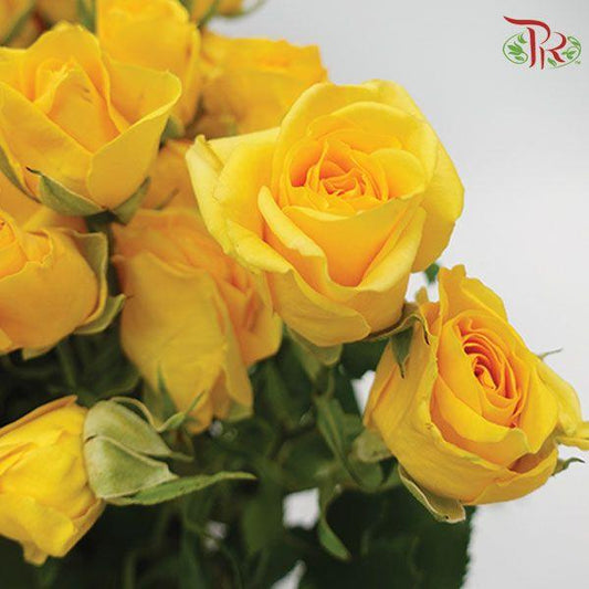 Rose Spray - Marisa (10 Stems)-Yellow-Kenya-prflorist.com.my