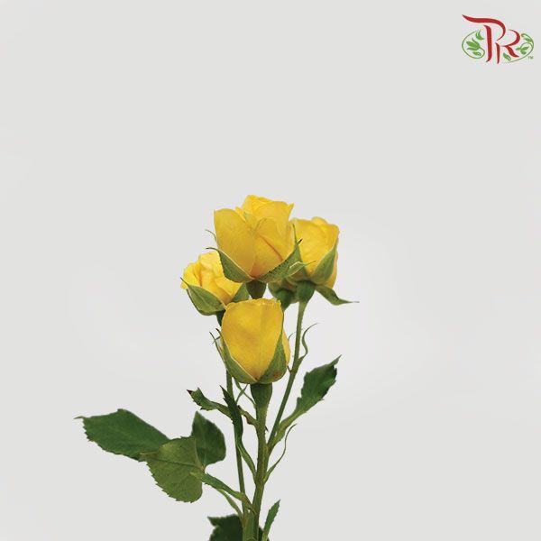 Rose Spray - Marisa (10 Stems)-Yellow-Kenya-prflorist.com.my