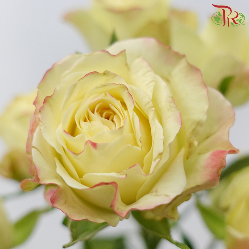Rose Spray - Mei Ling (Per Bunch)-Champagne-China-prflorist.com.my