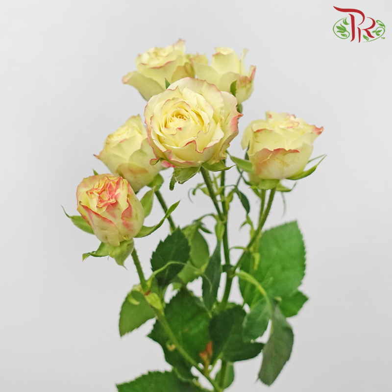 Rose Spray - Mei Ling (Per Bunch)-Champagne-China-prflorist.com.my