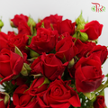 Rose Spray - Mirabel (10 Stems)-Red-Kenya-prflorist.com.my