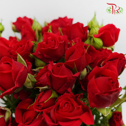 Rose Spray - Mirabel (10 Stems)-Red-Kenya-prflorist.com.my