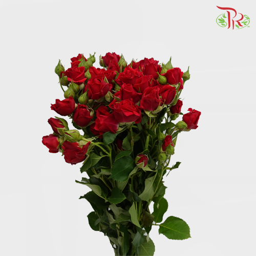 Rose Spray - Mirabel (10 Stems)-Red-Kenya-prflorist.com.my