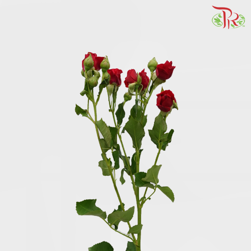 Rose Spray - Mirabel (10 Stems)-Red-Kenya-prflorist.com.my