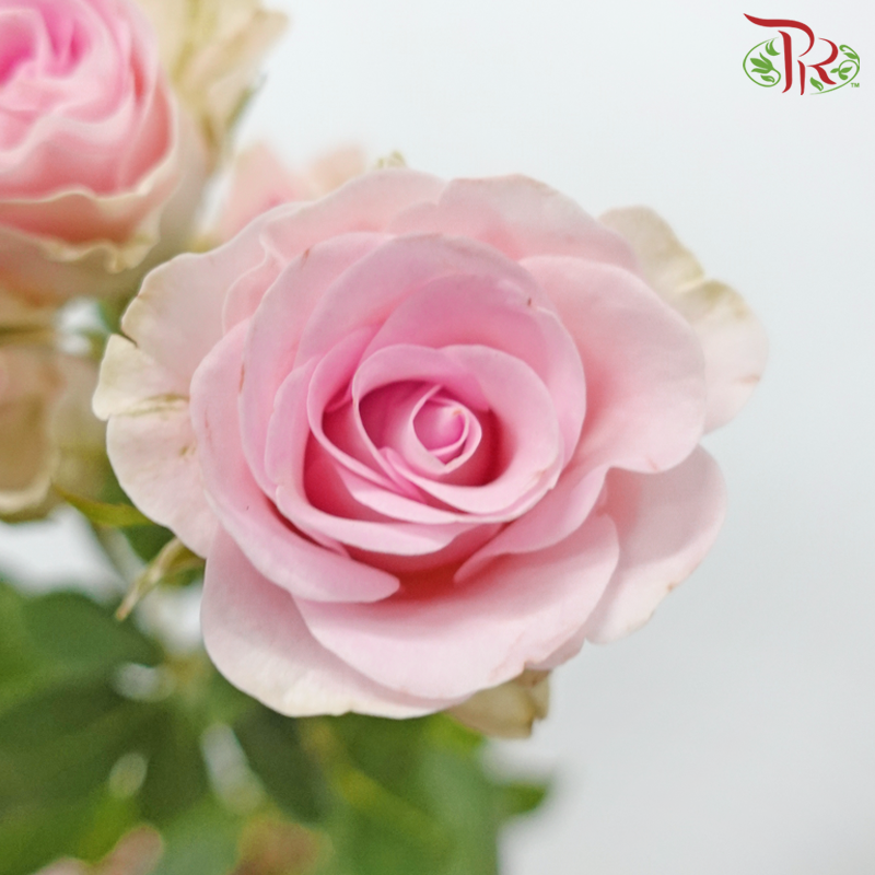 Rose Spray - Mood (10 Stems)-Mood-China-prflorist.com.my