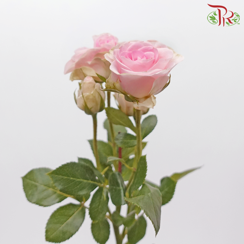 Rose Spray - Mood (10 Stems)-Mood-China-prflorist.com.my