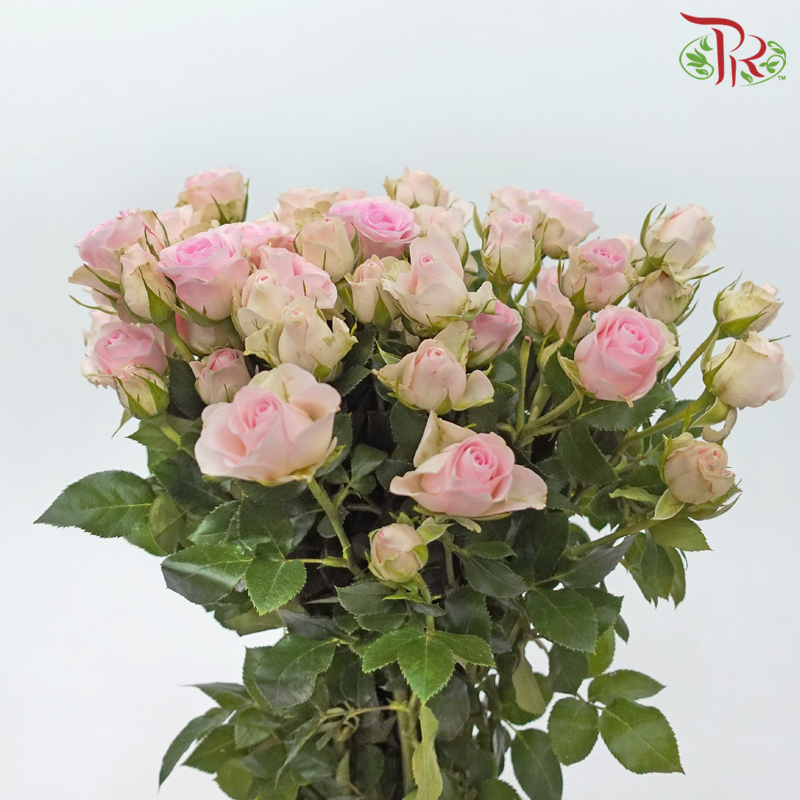 Rose Spray - Mood (10 Stems)-Mood-China-prflorist.com.my