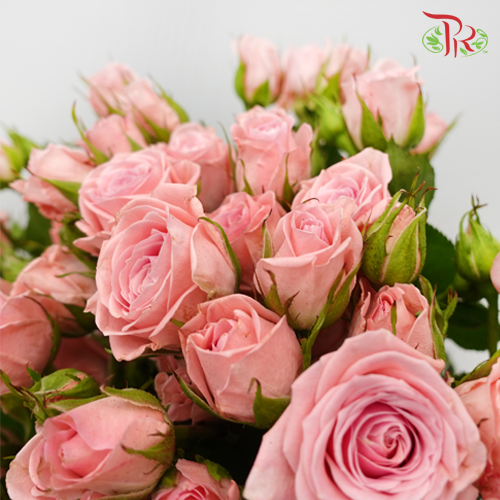 Rose Spray - Nathalie (10 Stems)-Pink-Kenya-prflorist.com.my