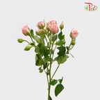 Rose Spray - Nathalie (10 Stems)-Pink-Kenya-prflorist.com.my