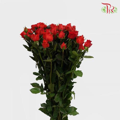 Rose Spray - Neon Bubble (10 Stems)-Red-China-prflorist.com.my