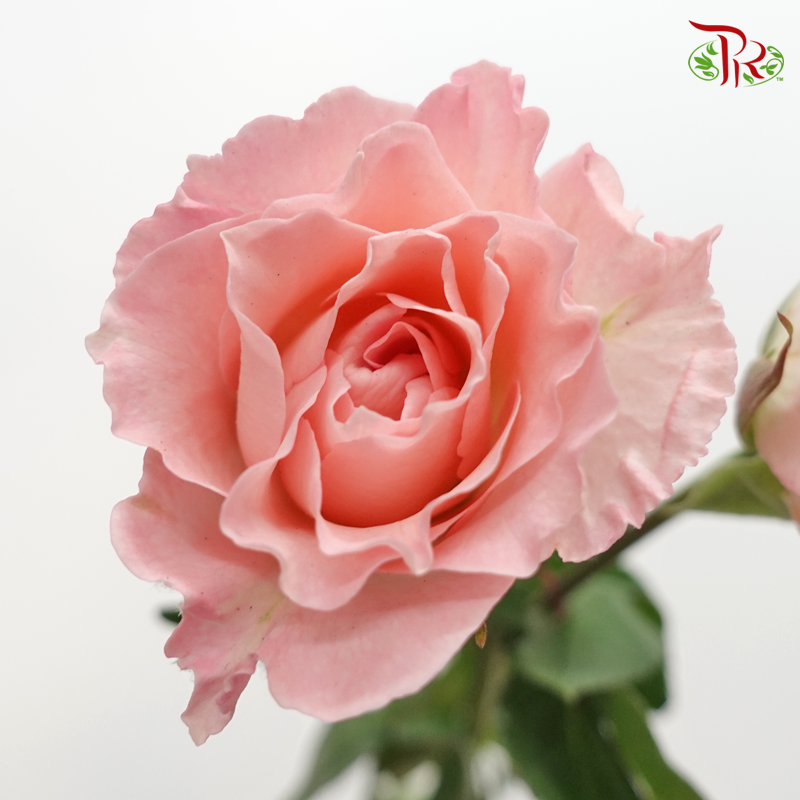 Rose Spray - Pink Mermaid Princess (Per Bunch)-Mermaid Princess-China-prflorist.com.my