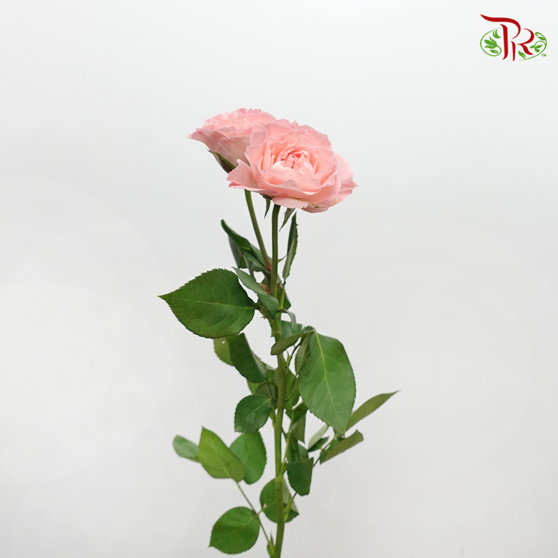 Rose Spray - Pink Mermaid Princess (Per Bunch)-Mermaid Princess-China-prflorist.com.my