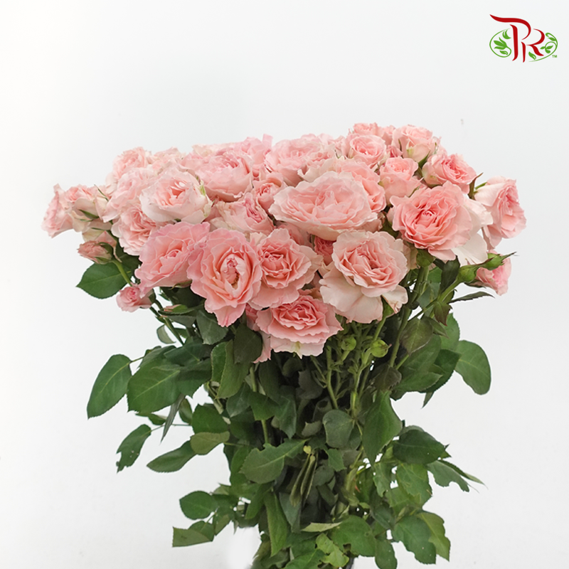 Rose Spray - Pink Mermaid Princess (Per Bunch)-Mermaid Princess-China-prflorist.com.my