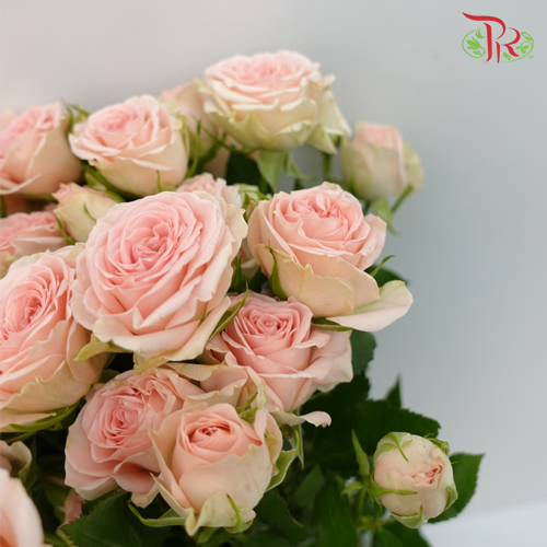 Rose Spray - Prana (10 Stems)-Pink-Kenya-prflorist.com.my