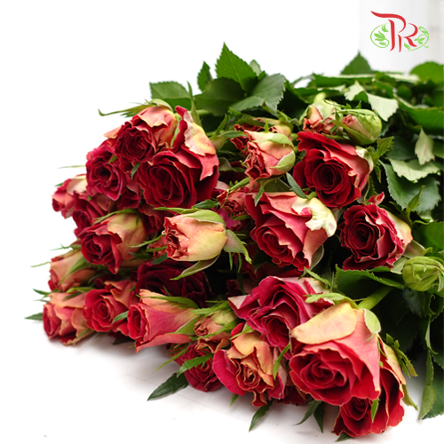 Rose Spray - Pretty (10 Stems)-Red-China-prflorist.com.my