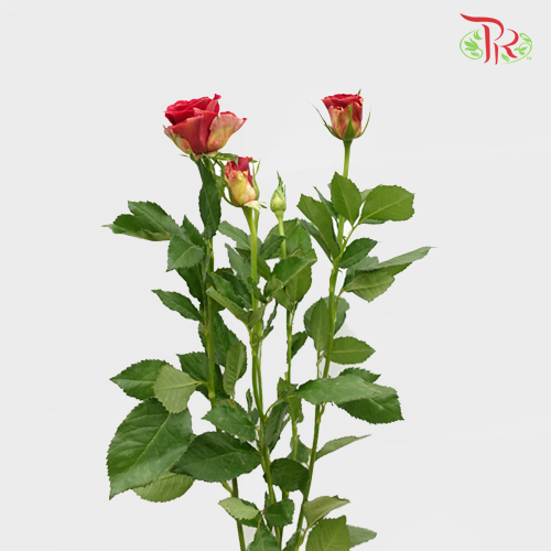 Rose Spray - Pretty (10 Stems)-Red-China-prflorist.com.my