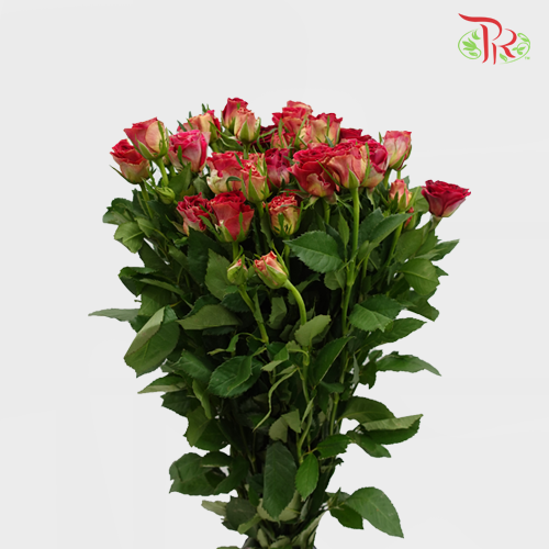 Rose Spray - Pretty (10 Stems)-Red-China-prflorist.com.my