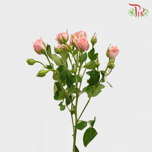 Rose Spray - Princess Lulu / Sweetheart Pink (10 Stems)-Pink-China-prflorist.com.my