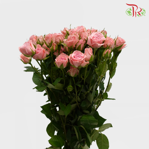 Rose Spray - Princess Lulu / Sweetheart Pink (10 Stems)-Pink-China-prflorist.com.my