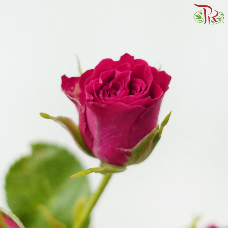 Rose Spray - Quincy (10 Stems)-Dark Cherry Pink-Kenya-prflorist.com.my