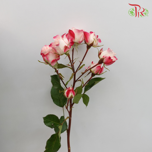 Rose Spray - Refringence (10 Stems)-Pink-China-prflorist.com.my