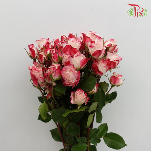 Rose Spray - Refringence (10 Stems)-Pink-China-prflorist.com.my