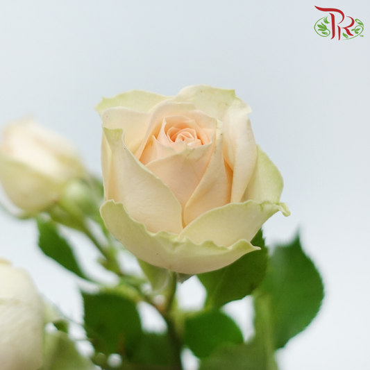 Rose Spray - Rosanella (10 Stems)-Apricot-Kenya-prflorist.com.my