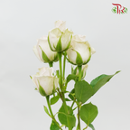 Rose Spray - Royal Porcelina (10 Stems)-Pink-Kenya-prflorist.com.my