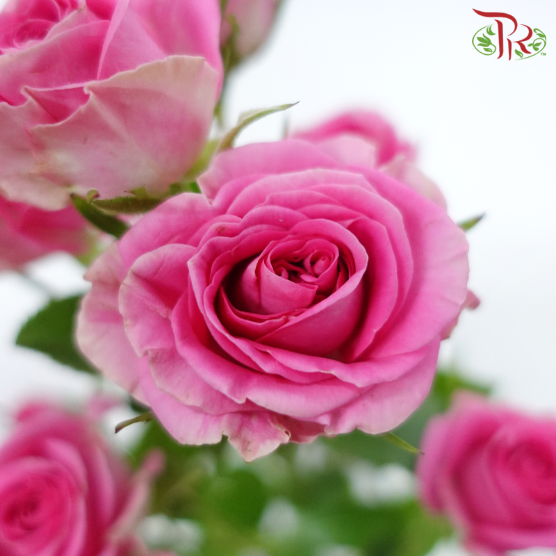 Rose Spray - Rupski (10 Stems)-Rupski-Kenya-prflorist.com.my