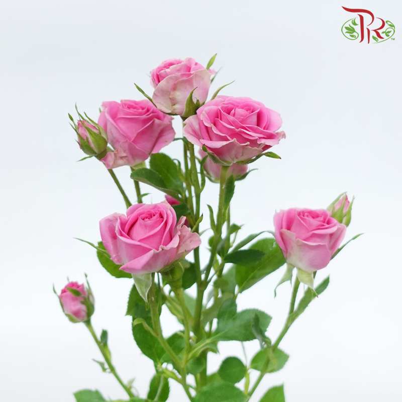 Rose Spray - Rupski (10 Stems)-Rupski-Kenya-prflorist.com.my