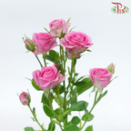 Rose Spray - Rupski (10 Stems)-Rupski-Kenya-prflorist.com.my