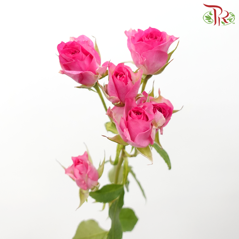 Rose Spray - Rupski (10 Stems)-Rupski-Kenya-prflorist.com.my