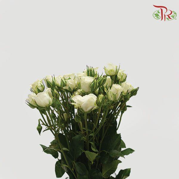 Rose Spray - Snowflake (10 Stems)-White-Kenya-prflorist.com.my