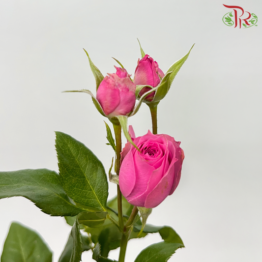 Rose Spray - Sophie (10 Stems)-Cherry Pink-China-prflorist.com.my