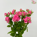 Rose Spray - Sophie (10 Stems)-Cherry Pink-China-prflorist.com.my